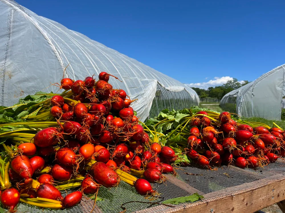 Eleven Madison Park | New York, NY