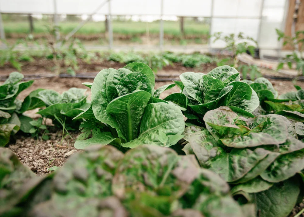 Eleven Madison Park | New York, NY