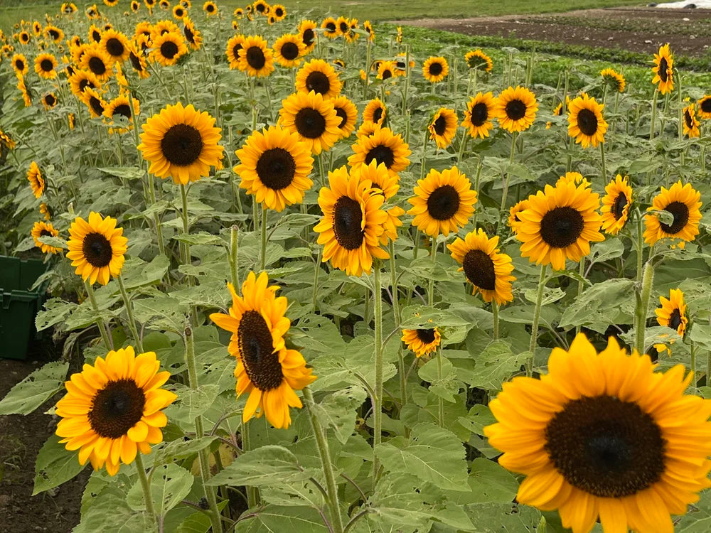 Eleven Madison Park | New York, NY