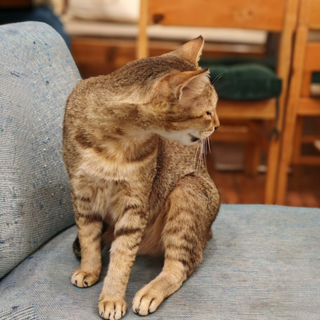 Ambient Cafe | Thimphu, Bhutan